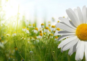 Counselling in Perth